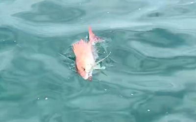 フィシングボートAir(エアー) 釣果