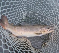 朝霞ガーデン 釣果