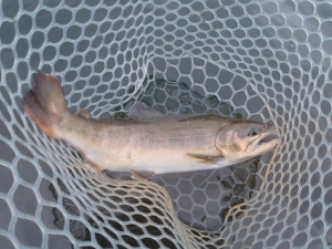 朝霞ガーデン 釣果