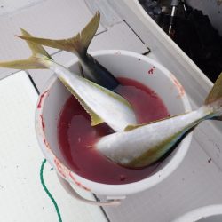 Aquanaut（アクアノート） 釣果