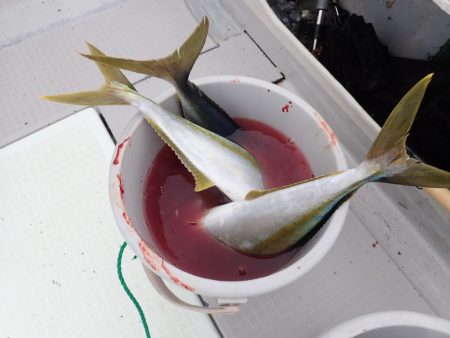 Aquanaut（アクアノート） 釣果