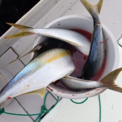 Aquanaut（アクアノート） 釣果