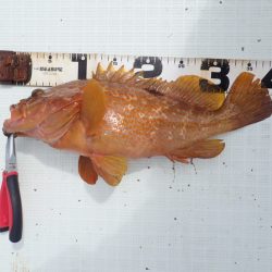 Aquanaut(アクアノート) 釣果