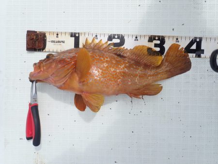 Aquanaut(アクアノート) 釣果