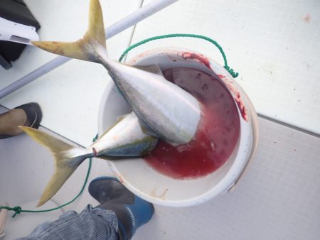 Aquanaut(アクアノート) 釣果