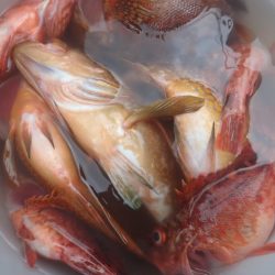 Aquanaut(アクアノート) 釣果