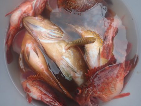 Aquanaut(アクアノート) 釣果