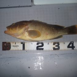 Aquanaut(アクアノート) 釣果