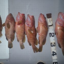 Aquanaut(アクアノート) 釣果