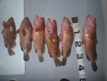 Aquanaut(アクアノート) 釣果