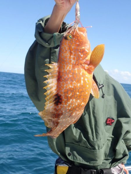 Aquanaut(アクアノート) 釣果