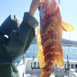 Aquanaut(アクアノート) 釣果