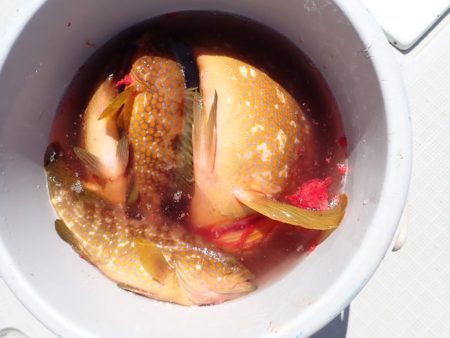 Aquanaut(アクアノート) 釣果