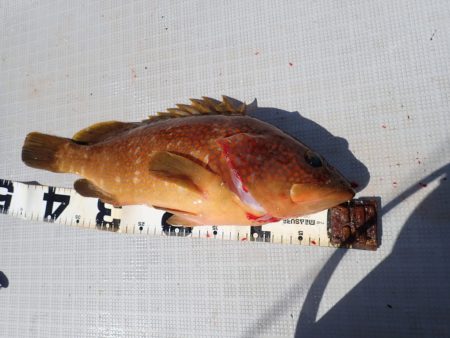 Aquanaut(アクアノート) 釣果