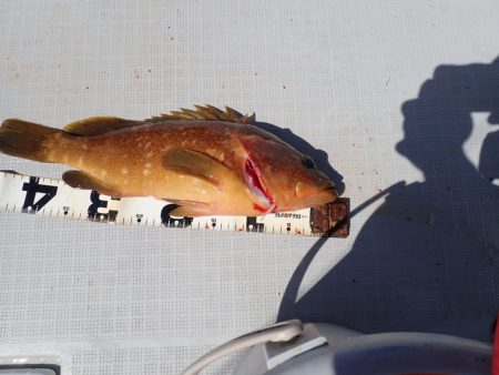 Aquanaut(アクアノート) 釣果