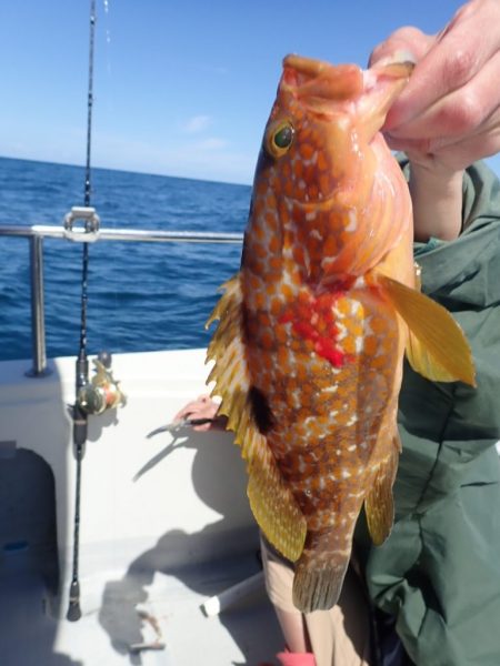 Aquanaut(アクアノート) 釣果