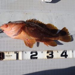 Aquanaut(アクアノート) 釣果