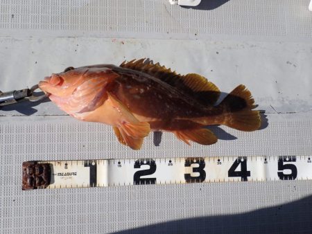 Aquanaut(アクアノート) 釣果