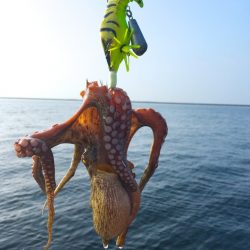 タコーレなら仕掛けの準備が楽でコスパもいい！ メガバスTACO-Leモニター投稿