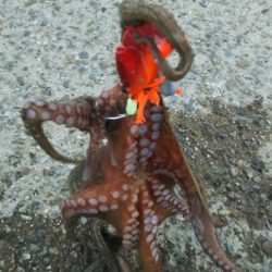 タコーレはバレにくいのが◎ メガバスTACO-Leモニター投稿