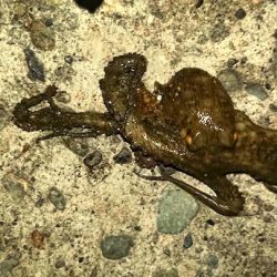 タコーレは底をズル引くだけでも釣れて初心者でも簡単！ メガバスTACO-Leモニター投稿