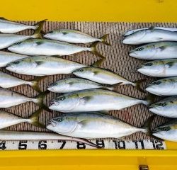 火遠理丸（ほおりまる） 釣果