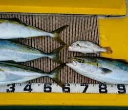 火遠理丸（ほおりまる） 釣果