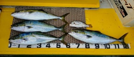 火遠理丸（ほおりまる） 釣果