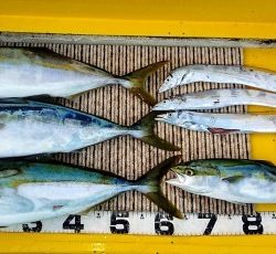 火遠理丸（ほおりまる） 釣果