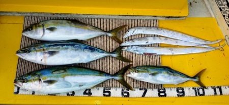 火遠理丸（ほおりまる） 釣果