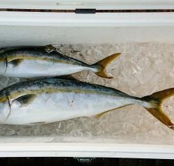 火遠理丸（ほおりまる） 釣果