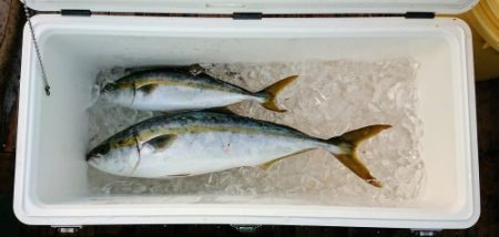 火遠理丸（ほおりまる） 釣果