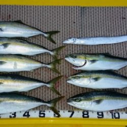 火遠理丸（ほおりまる） 釣果