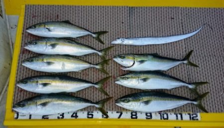 火遠理丸（ほおりまる） 釣果