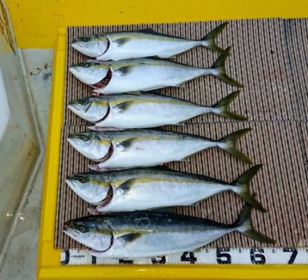 火遠理丸（ほおりまる） 釣果