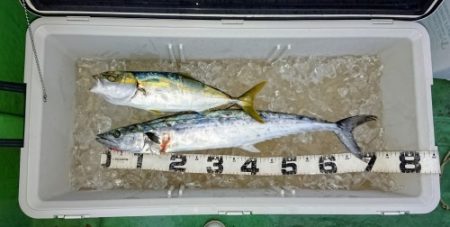 火遠理丸（ほおりまる） 釣果