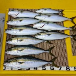 火遠理丸（ほおりまる） 釣果