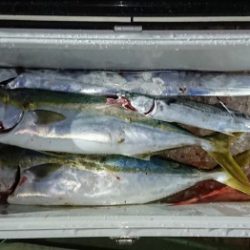 火遠理丸(ほおりまる) 釣果