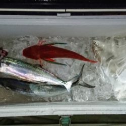 火遠理丸(ほおりまる) 釣果