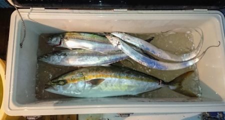 火遠理丸(ほおりまる) 釣果