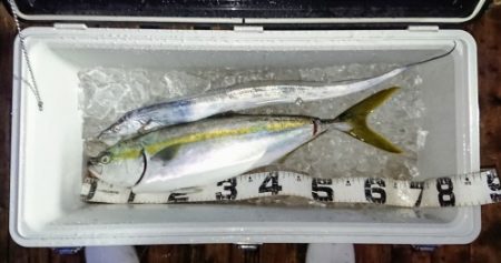 火遠理丸(ほおりまる) 釣果