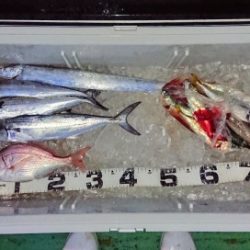 火遠理丸(ほおりまる) 釣果