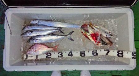 火遠理丸(ほおりまる) 釣果