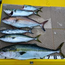 火遠理丸（ほおりまる） 釣果