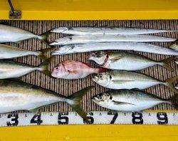 火遠理丸（ほおりまる） 釣果