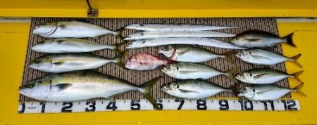 火遠理丸（ほおりまる） 釣果