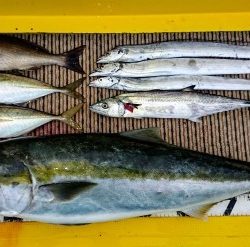 火遠理丸（ほおりまる） 釣果