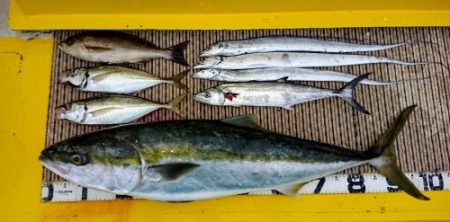 火遠理丸（ほおりまる） 釣果