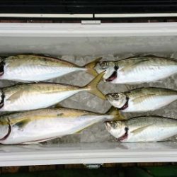 火遠理丸（ほおりまる） 釣果