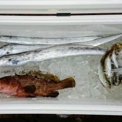 火遠理丸（ほおりまる） 釣果